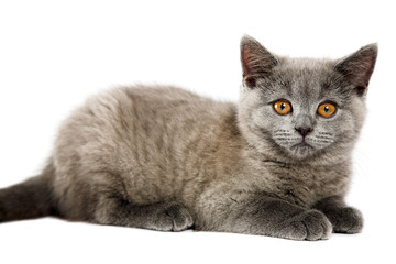British kitten