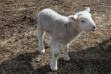 Naklejka na ściany i meble Sweet little baby Lamb in spring