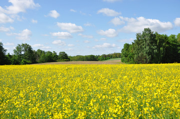 Obraz premium Rapsfeld