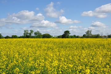 Fototapeta premium Rapsfeld