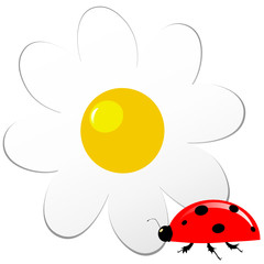 ladybug with daisy vector illustration