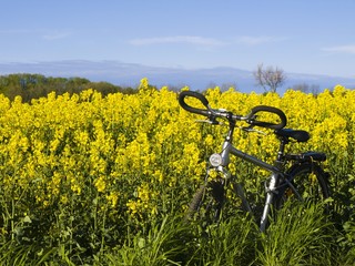 Fototapeta na wymiar Fahrradtour in die Natur/ Rapsfeld