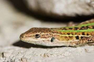 Lizard's face