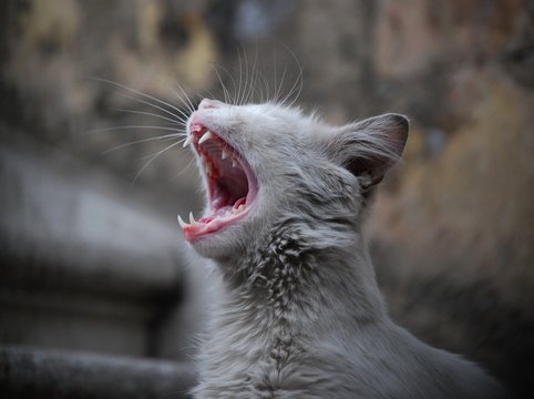 gatto