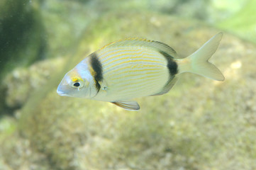 Fototapeta na wymiar Podwodne zdjęcie z ryb