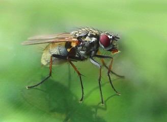 Fliege