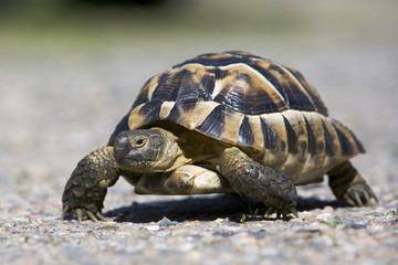 Obraz premium Maurische Landschildkröte (Testudo graeca)