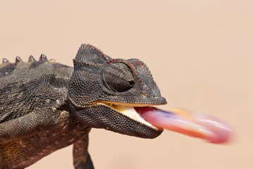 Namaqua Chameleon - 23259182