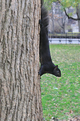 black squirrel on a tree trunk