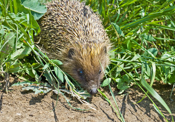Hedgehog in the grass