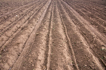 Ploughed field