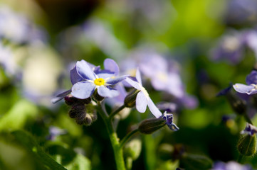 Vergissmeinnicht (Myosotis)