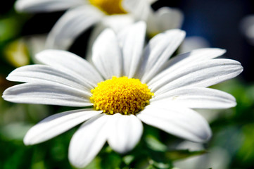 Fototapeta premium Margerite - Leucanthemum vulgare