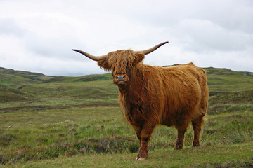 highland cattle
