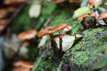 Mushrooms growing on a rock in a forest