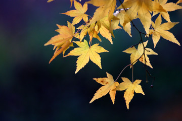 Leaves of different varieties and colors during the fall season