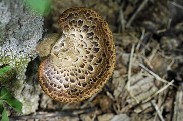 Tree fungus