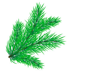Fototapeta premium Spruce branch