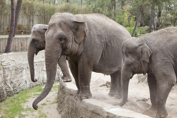 éléphants