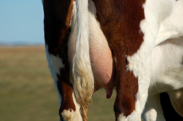 Schwanz und Euter von der Kuh