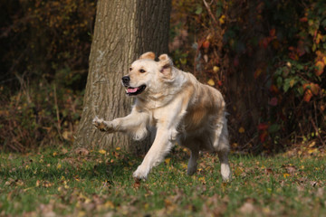 golden retriever running