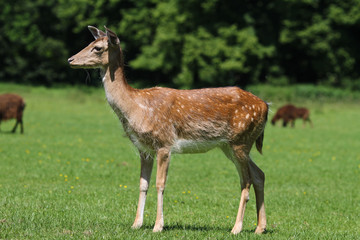 hingehört