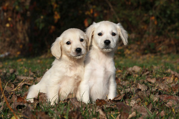 deux chiots golden retriever attentifs