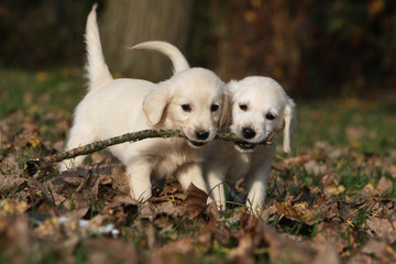 deux chiots golden retrievers jouant avec un bout de bois