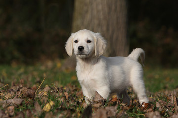 chiot golden retriever adopte une fière allure