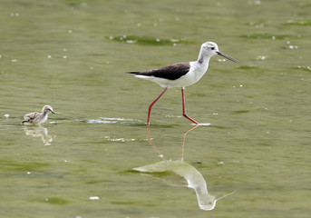 Little Common Stilt foraging for food with parents