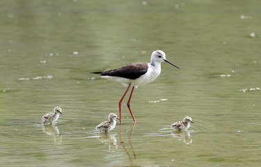 Little Common Stilt foraging for food with parents