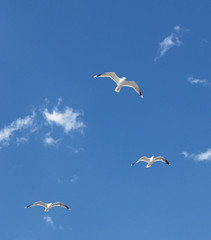 Obraz premium Seagulls