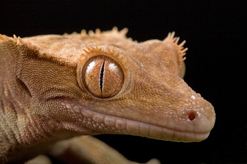 New Caledonian Crested Gecko