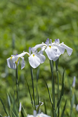 白い花菖蒲