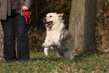 Golden retriever se promenant avec son maître