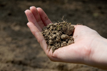Hand mit Erde