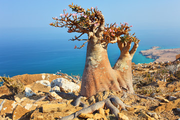 Bottle tree  with turquoise sea water background, Socotra