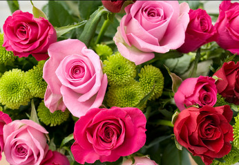 Pink_Rot_Rosenstrauch-684