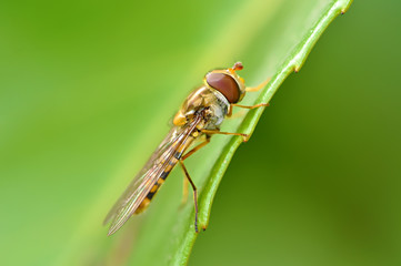 Syrphidae sp. - Episyrphus balteatus
