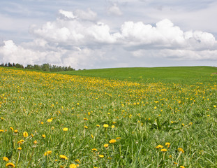 Field of dandelions