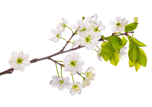 spring cherry floral branch