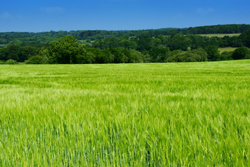 Obraz premium champ de blé