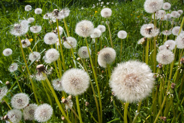 Dandelion on green backgoud