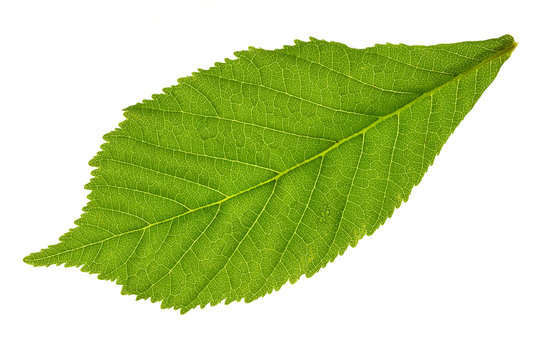 chestnuts leaf