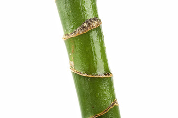 Fototapeta premium House Plant – trunk