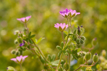 Field flowers