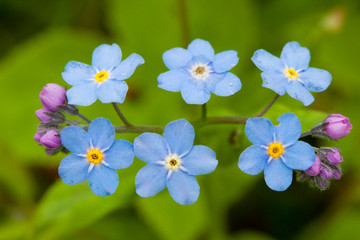 Blue forget-me-not