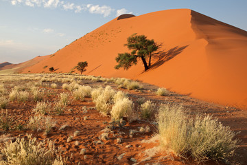 Grass, dune and tree, Sossusvlei, Namibia