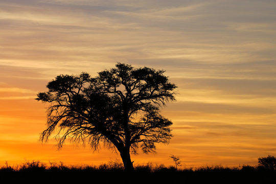 African sunset with silhouetted tree