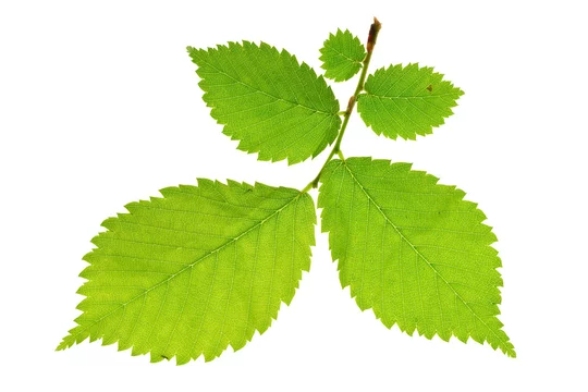 alder tree